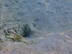 Valenciennea longipinnis