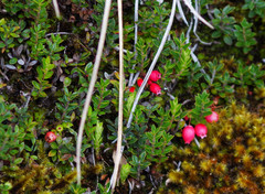 Disterigma empetrifolium