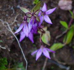 Gentianella rapunculoides