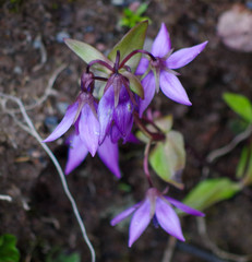 Gentianella rapunculoides