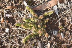 Crassula colorata