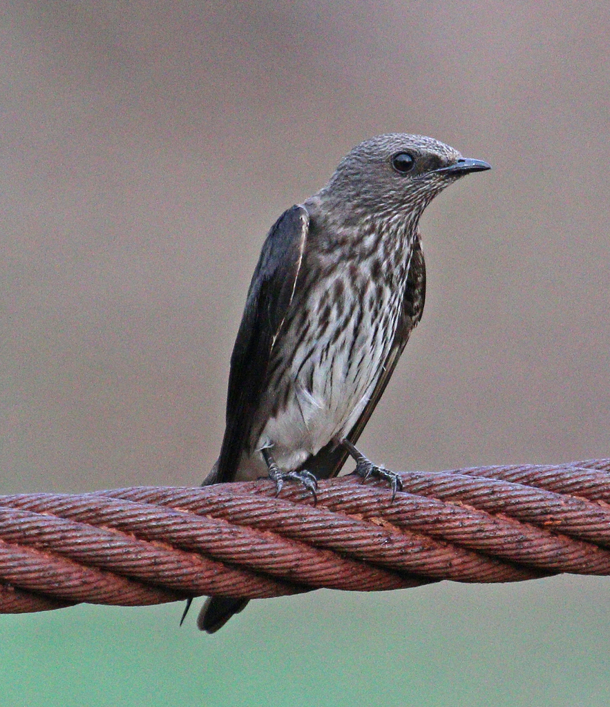 Mascarene Martin (Phedina borbonica) photo
