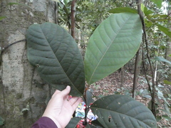 Beilschmiedia madang