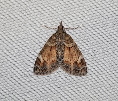 Microdes diplodonta