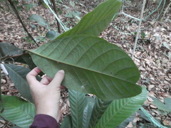 Beilschmiedia madang