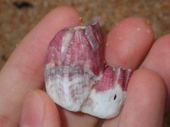 Megabalanus coccopoma