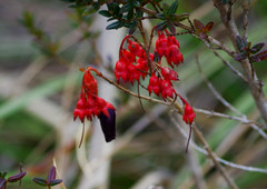 Brachyotum jamesonii