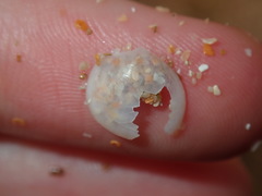 Scintillula solida
