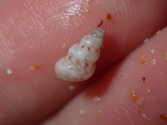 Leiopyrga lineolaris