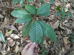 Sterculia rubiginosa