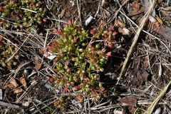 Crassula decumbens