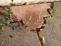 Polygonum arenastrum