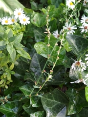 Polygonum arenastrum