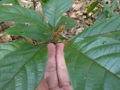 Sterculia rubiginosa