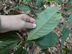 Sterculia rubiginosa