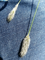 Enneapogon nigricans