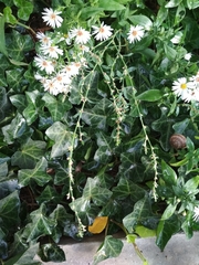 Polygonum arenastrum