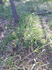 Enneapogon nigricans