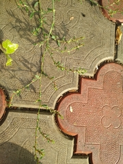 Polygonum arenastrum