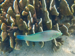 Halichoeres chloropterus