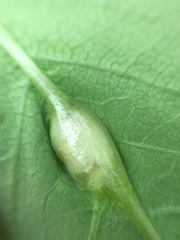 Neolasioptera impatientifolia