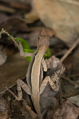 Anolis tropidonotus