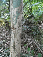 Diplospora malaccensis