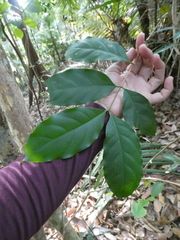 Diplospora malaccensis