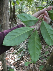 Diplospora malaccensis