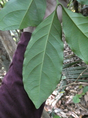 Diplospora malaccensis