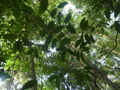 Diplospora malaccensis