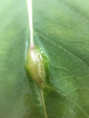 Neolasioptera impatientifolia