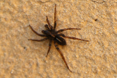 Artoriinae