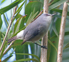Mauritius Gray White-Eye photo 2