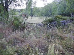 Petrosedum amplexicaule