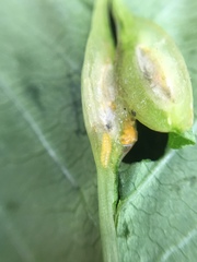 Neolasioptera impatientifolia