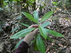 Alstonia angustifolia
