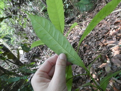 Alstonia angustifolia