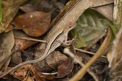 Anolis tropidonotus
