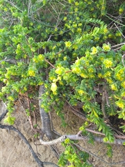 Pimelea serpyllifolia serpyllifolia
