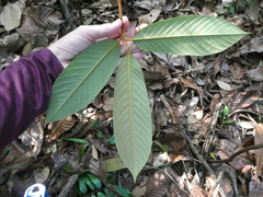 Fissistigma latifolium