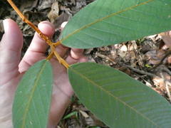 Fissistigma latifolium