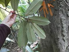 Fissistigma latifolium