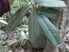 Fissistigma latifolium