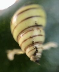 Drymaeus rufolineatus