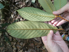 Fissistigma latifolium