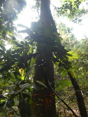 Fissistigma latifolium
