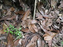 Campnosperma auriculatum