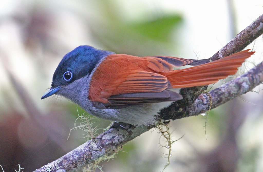 Mascarene Paradise-Flycatcher (Terpsiphone bourbonnensis) photo