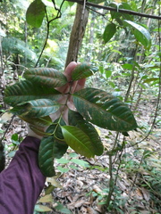 Garcinia forbesii